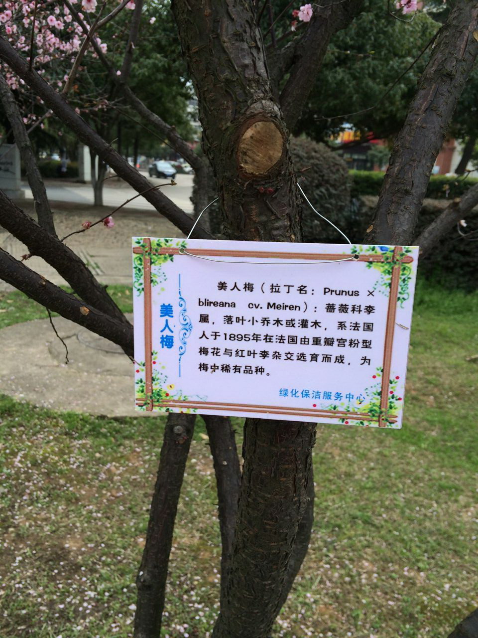享树木的维护和养护知识，做到：知树、爱树、护树，保护好身边的环境。